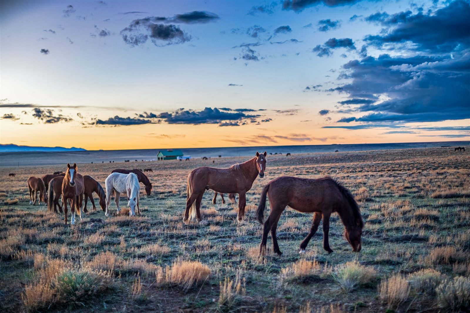 Wild horses grazing at sunset in Wild Horse Ranch